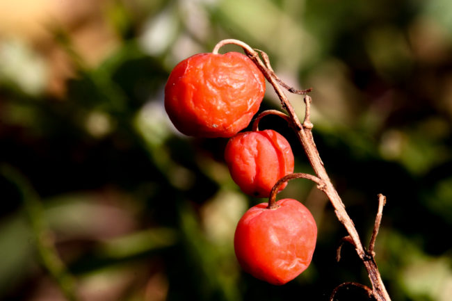 Maiglöckchenbeeren