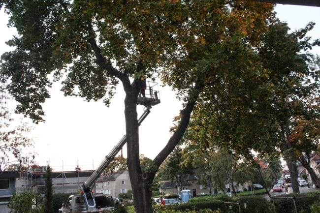 Baumfällarbeiten im Garten