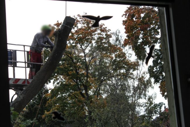 Baumfällarbeiten im Garten