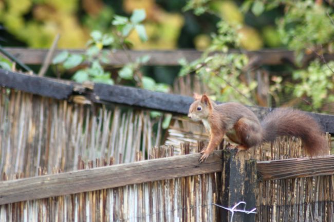 Eichhörnchen