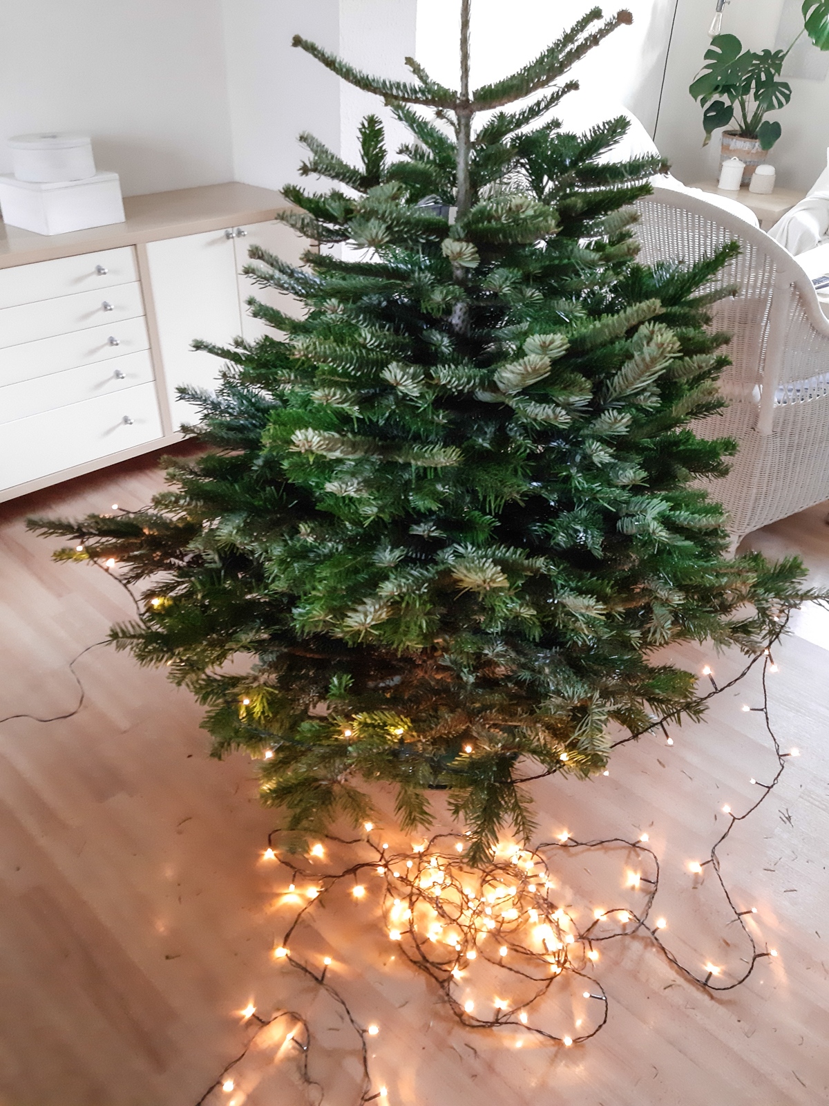 Weihnachtsbaum 2019