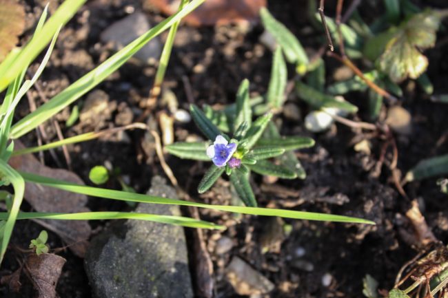 Steinsame Lithodora diffusa 'Heavenly Blue