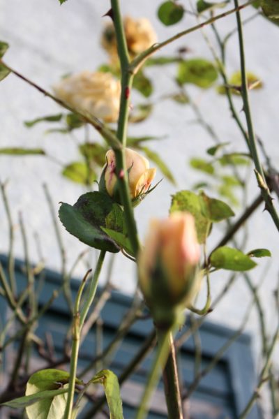 Graham Thomas Rose blüht im Januar