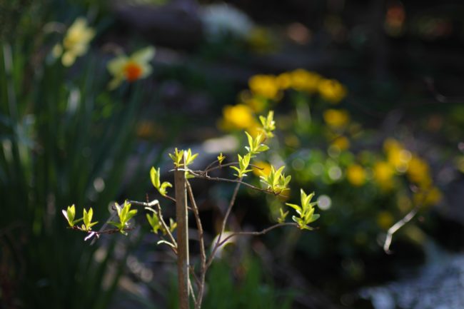 Frühling