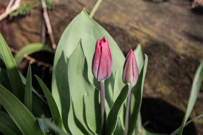 Wildtulpen