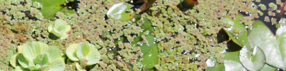 Algenbekämpfung im Teich