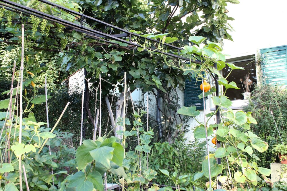 Der Pavillon im Küchengarten - Dragonflys Home&Garden