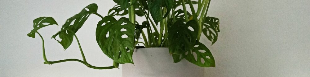 Monstera obliqua