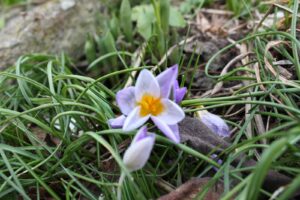 Elfenkrokusse Crocus tommasinianus