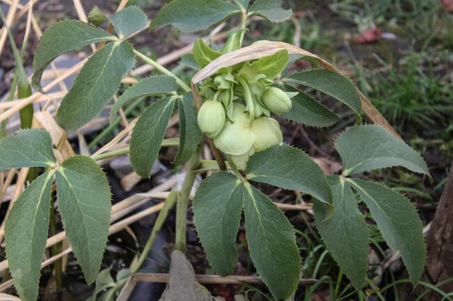 korsische Nieswurz Helleborus argutifolius