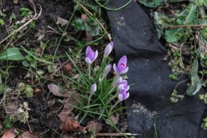 Elfenkrokusse Crocus tommasinianus