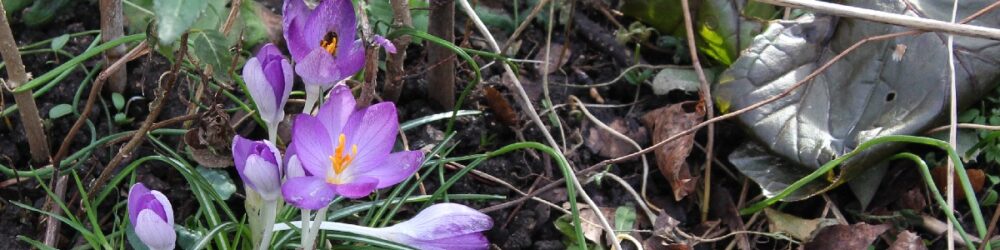 Elfenkrokusse Crocus tommasinianus