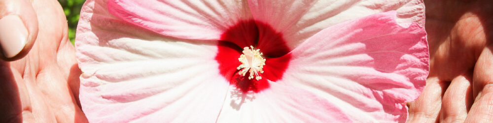 Hibiscus moscheutos Luna-Pink-Swirl