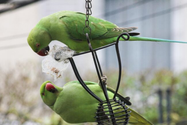 Halsbandsittich Gartenvögel am Futterplatz