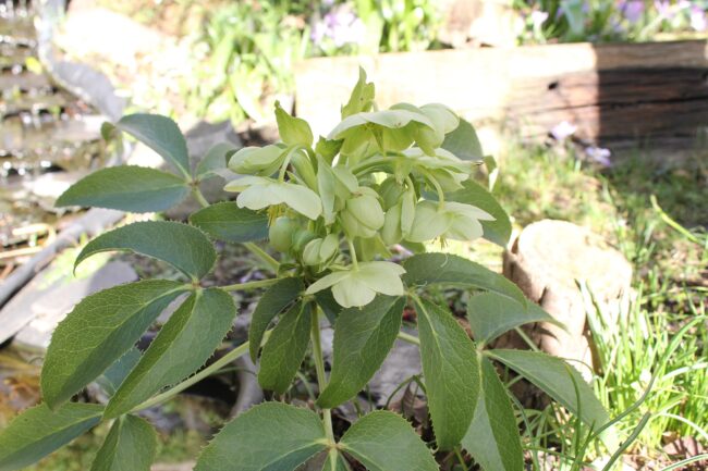 korsische Nieswur, Helleborus argutifolius