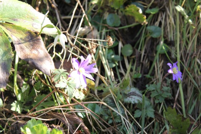 Anemone blanda