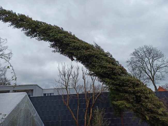 Sturm Zypresse gekillt