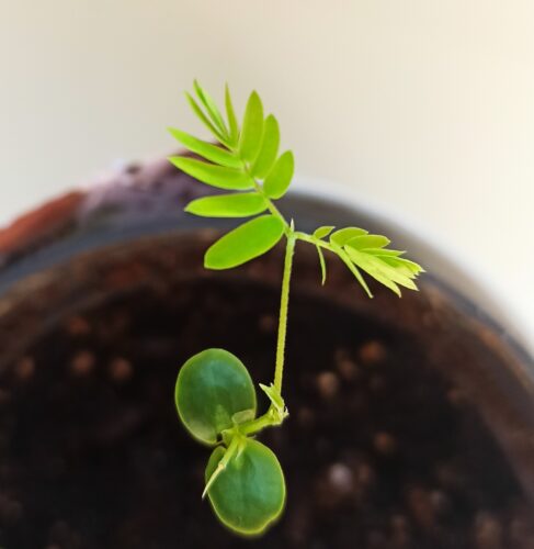 Seidenbaum Albizia julibrissin aus Samen