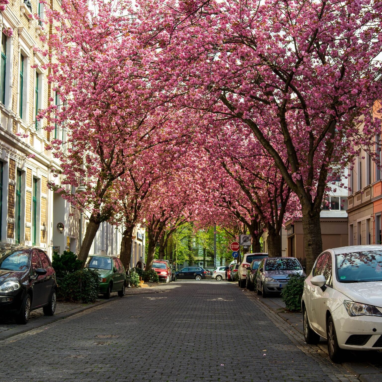 Kirschblüte bonn