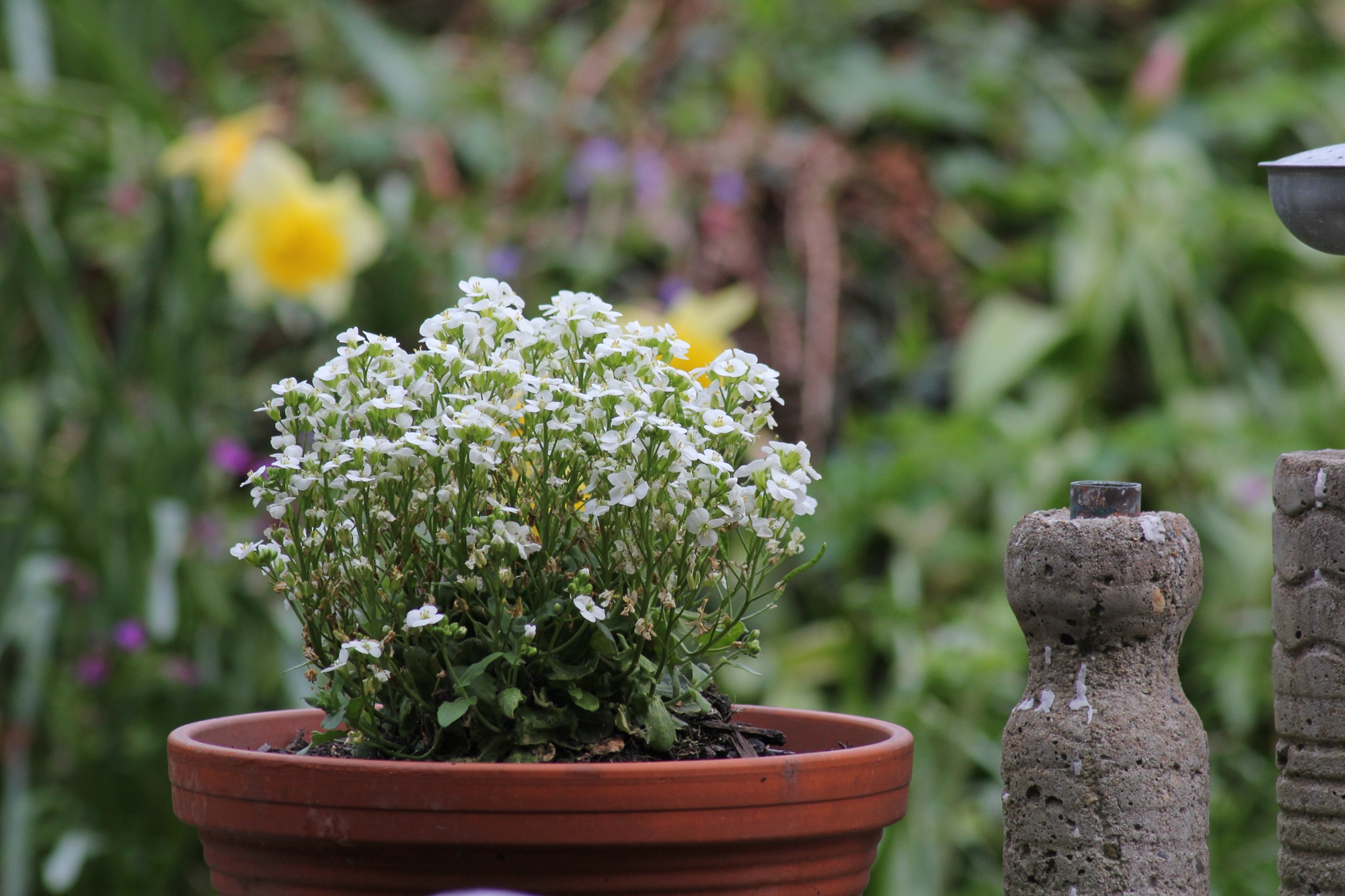 Frühlingsgarten