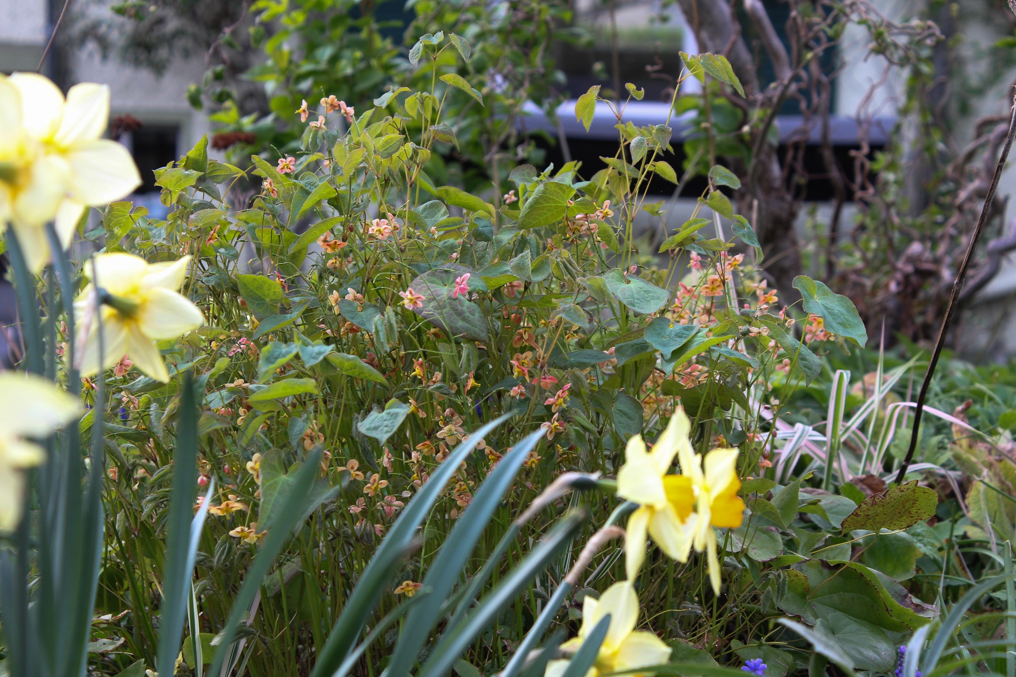 Frühlingsgarten