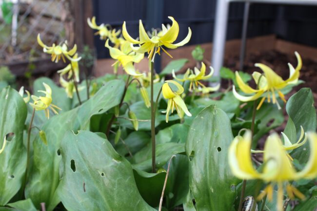 Hundszahn 'Pagoda' Erythronium tuolumnense