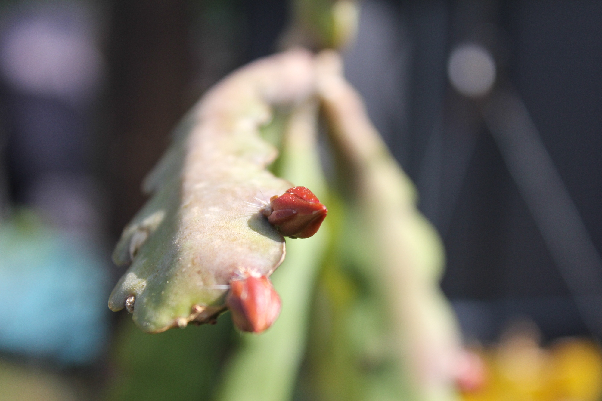 Knospen an Phyllokakteen