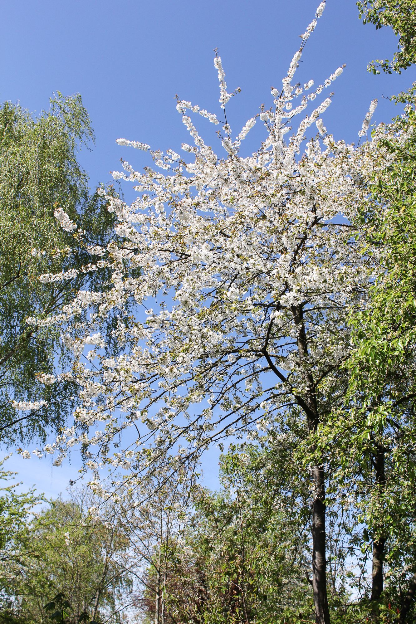 Kirschblüte