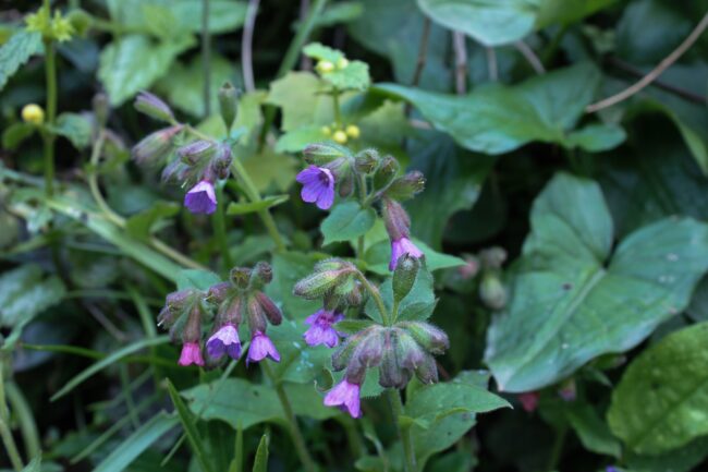 Lungenkraut Pulmonaria