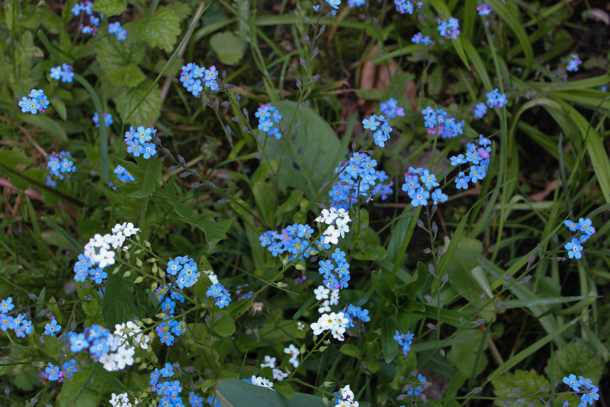 Vergissmeinnicht Myosotis