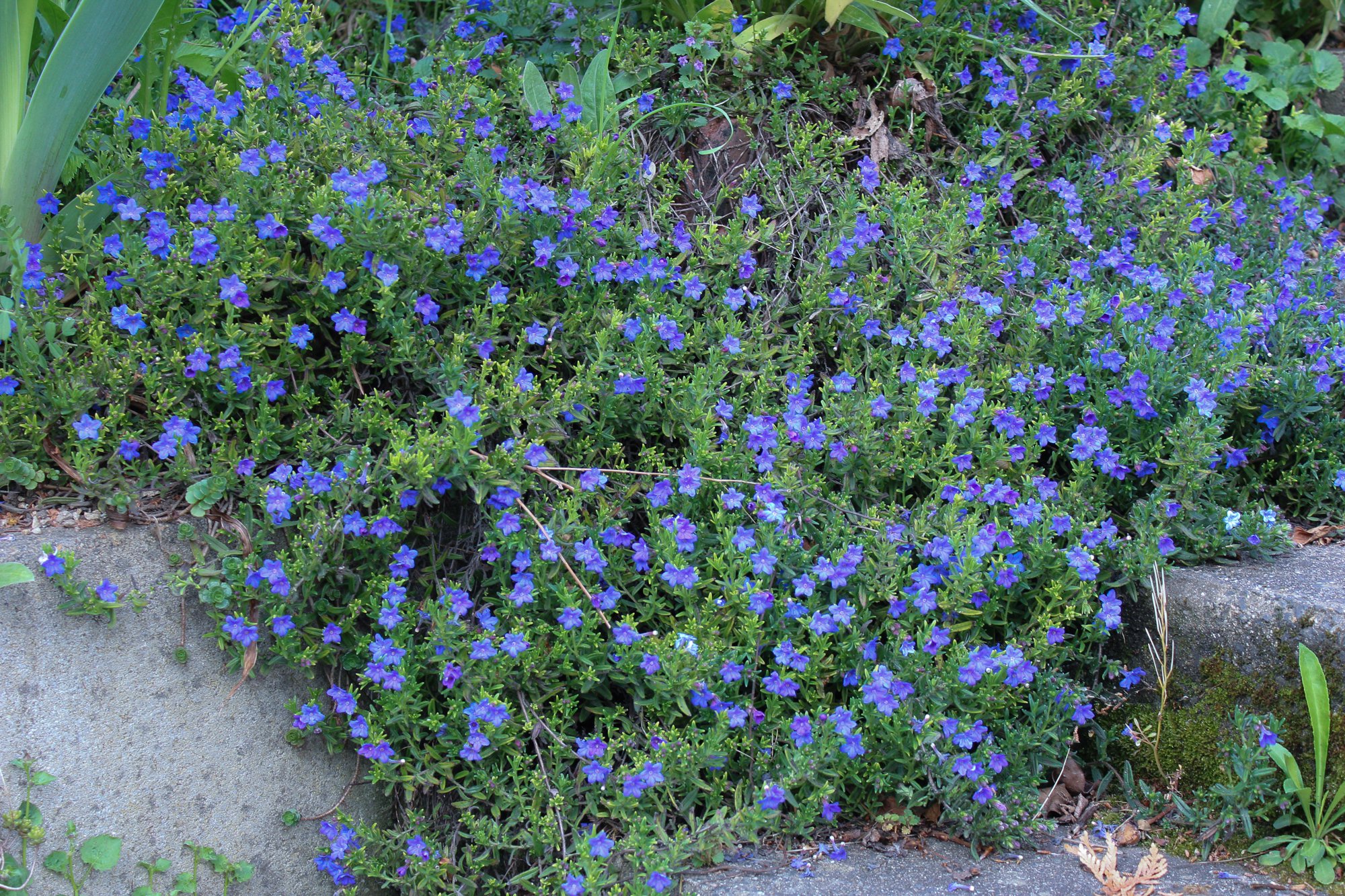 Steinsame Lithospermum