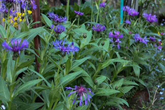 Berg-Flockenblume Centaurea montana