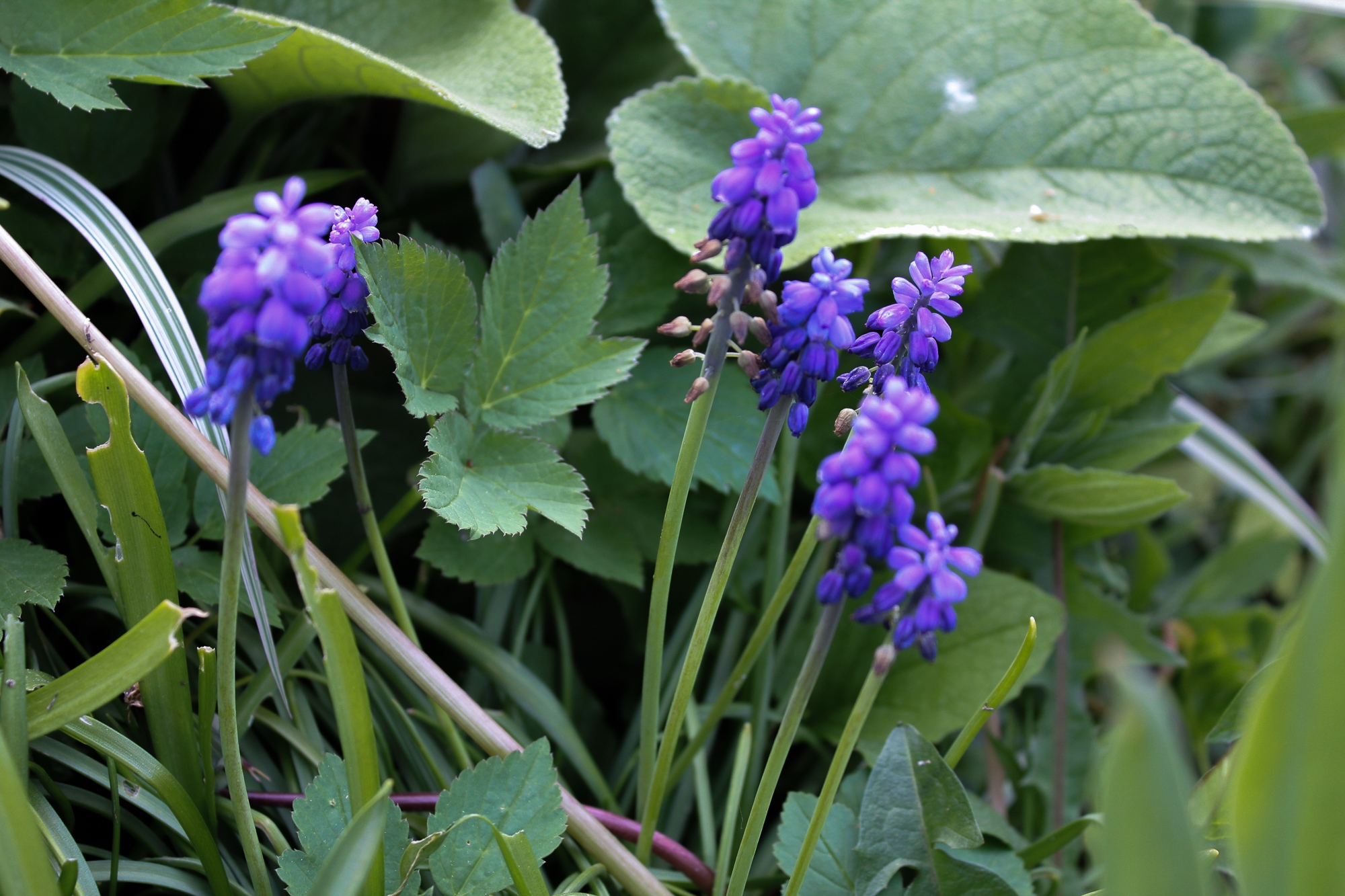 Traubenhyazinthe Muscari