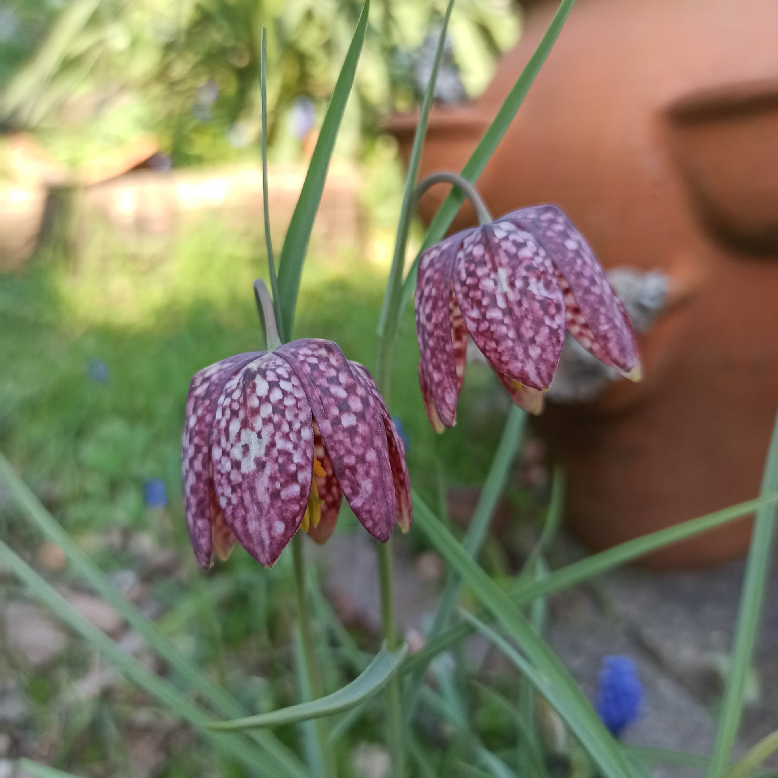 Schachbrettblumen