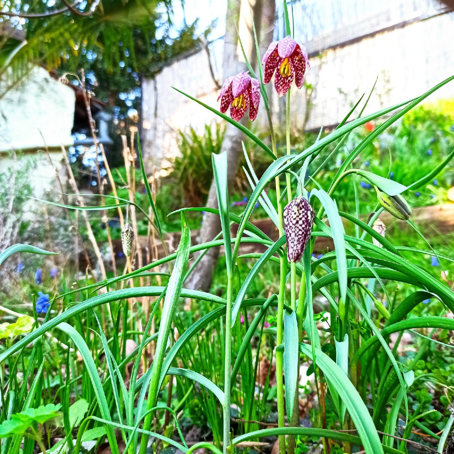 Schachbrettblumen Frittilaria meleagris