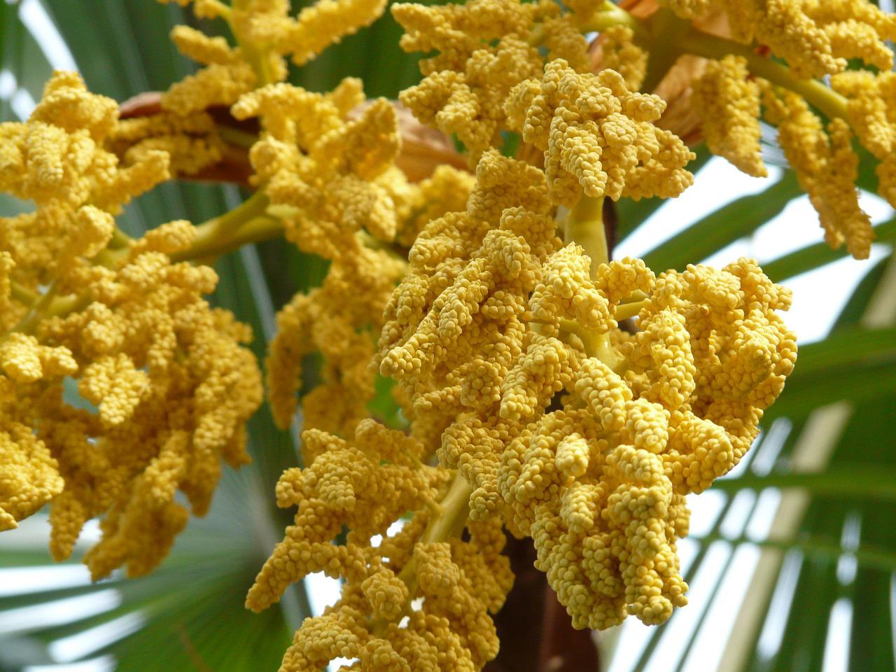 Hanfpalme blüht Trachicarpus Flowers