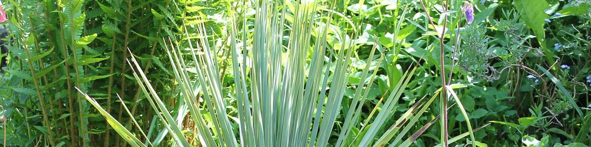 Yucca rostrata