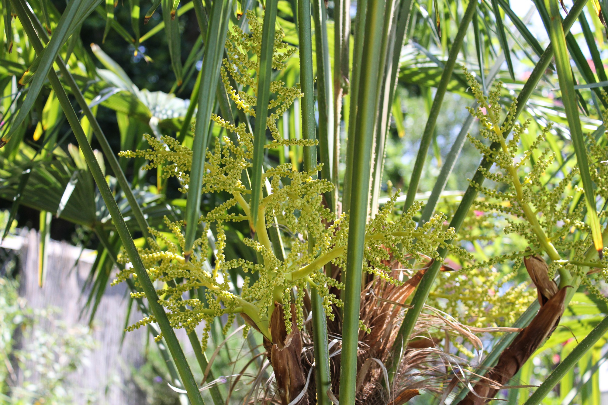 Hanfpalme blüht Trachicarpus Flowers