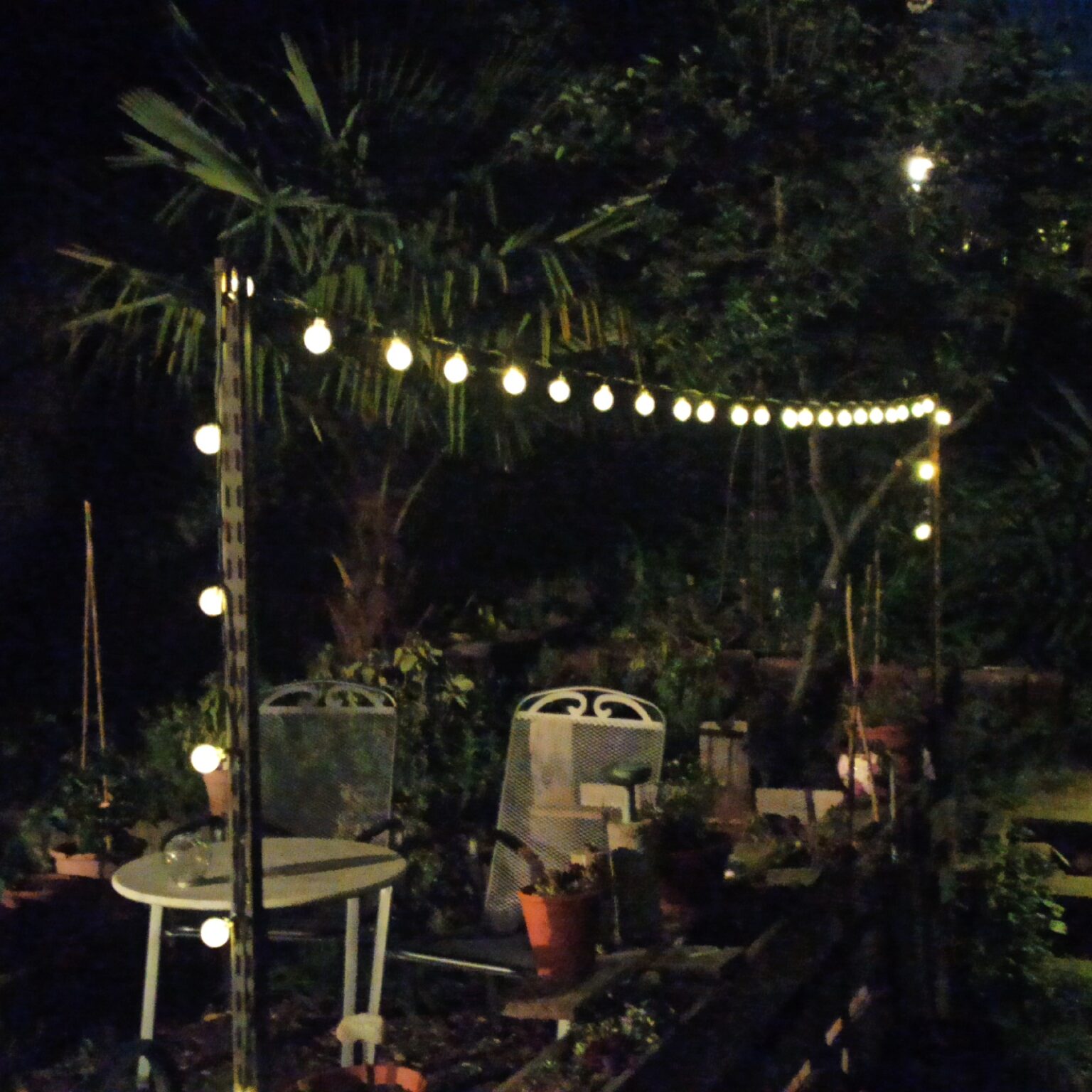Garden at night