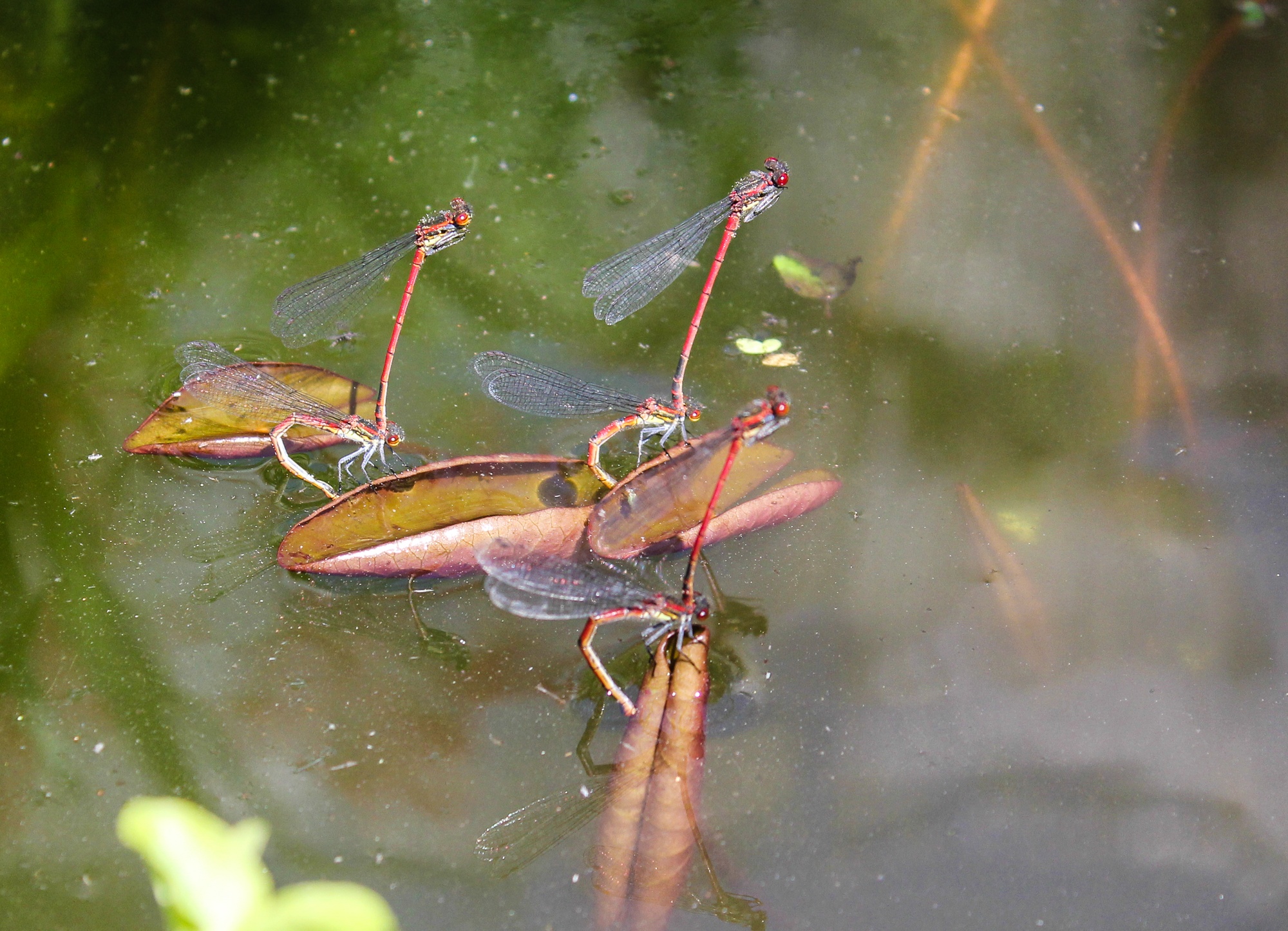 Frühe Adonisjungfer (Pyrrhosoma nymphula
