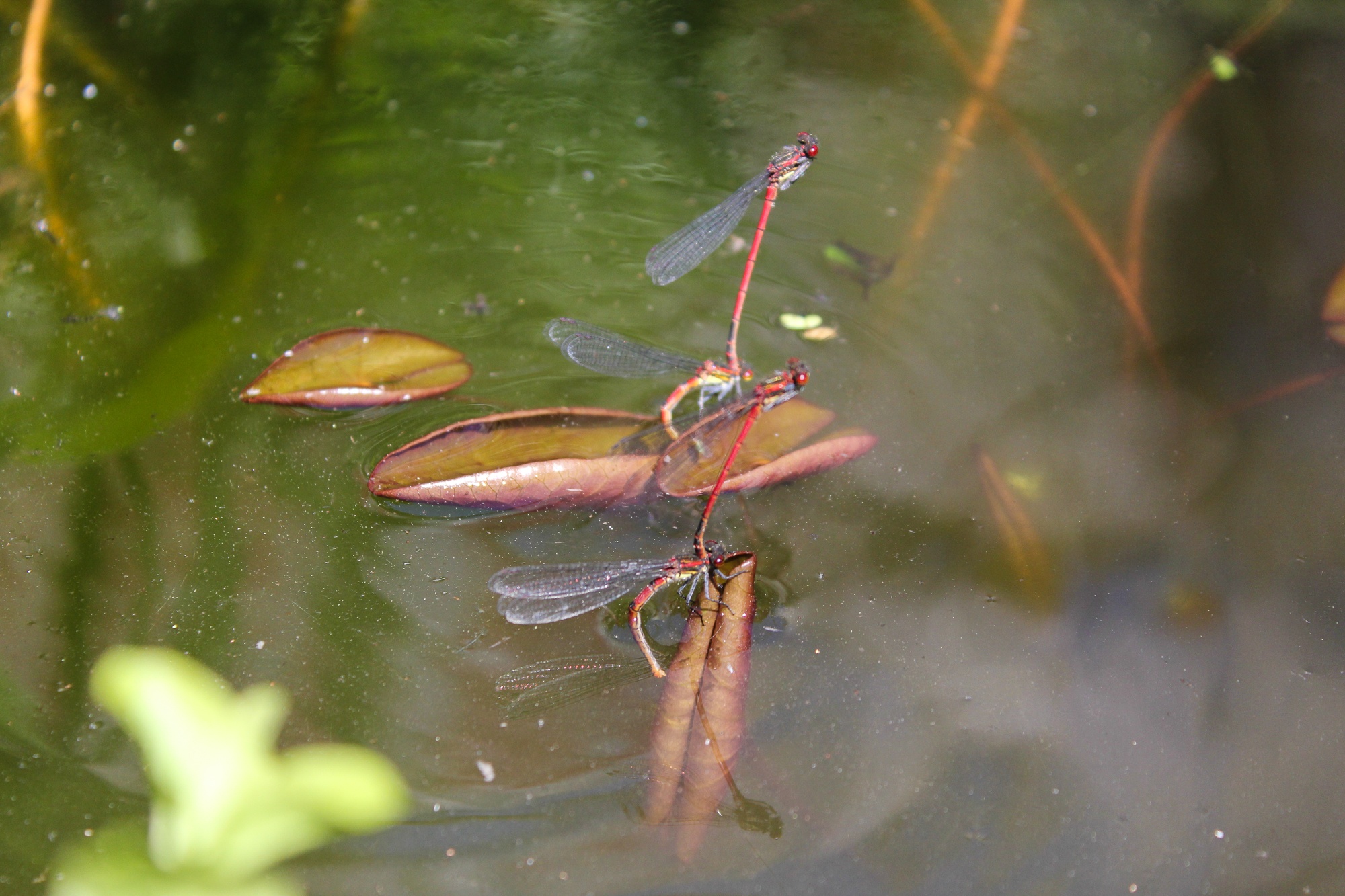 Frühe Adonisjungfer (Pyrrhosoma nymphula