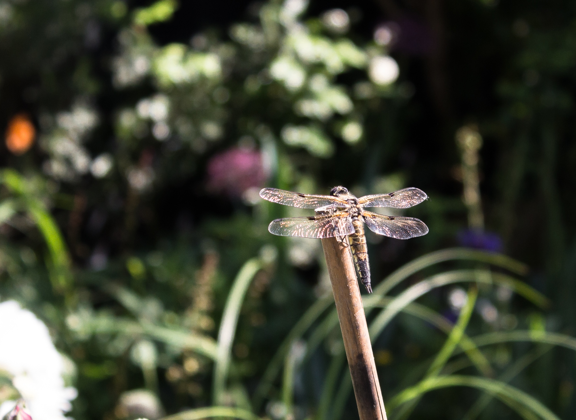 Vierfleck Libellula quadrimaculata