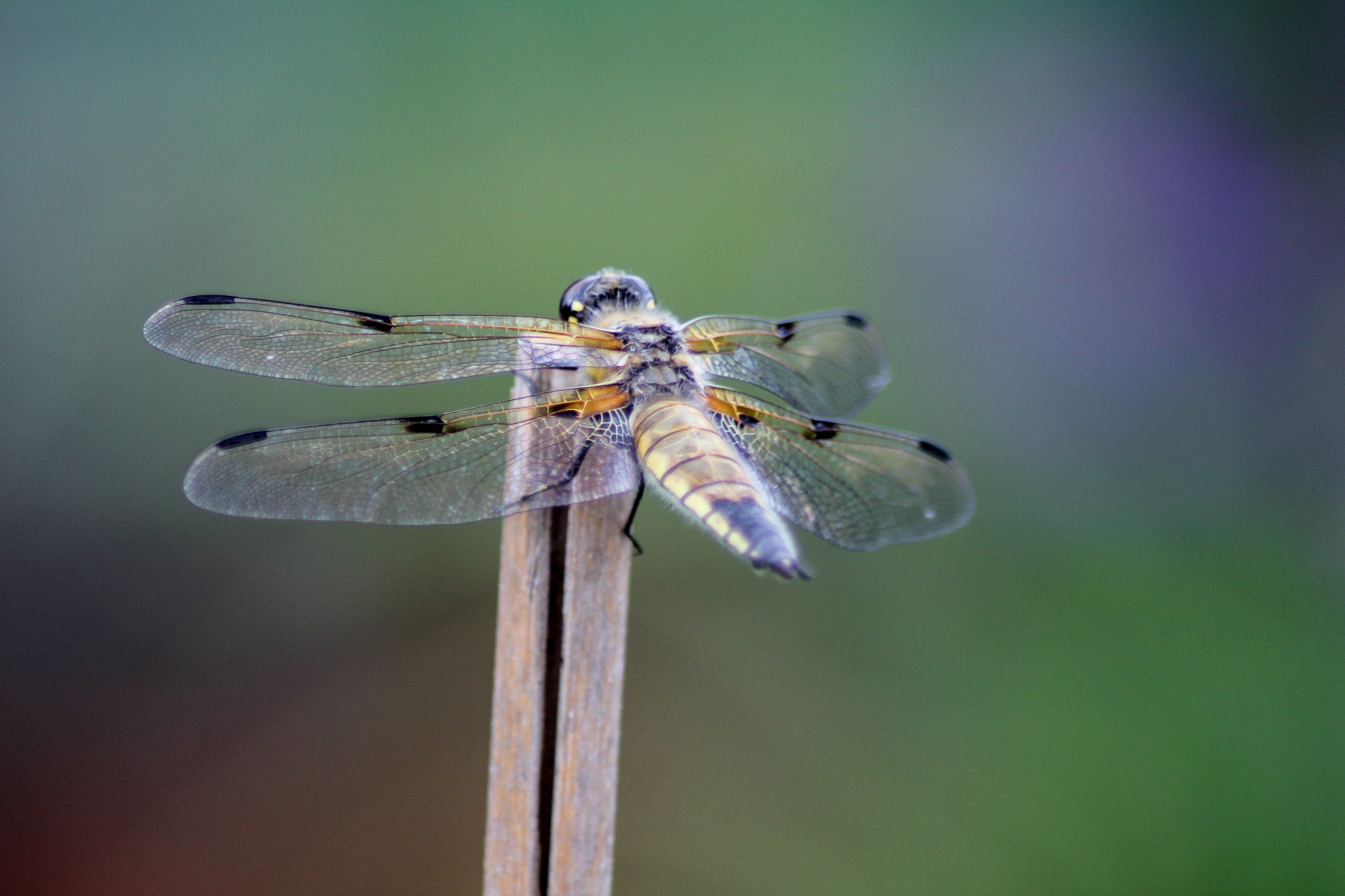 Vierfleck Libellula quadrimaculata