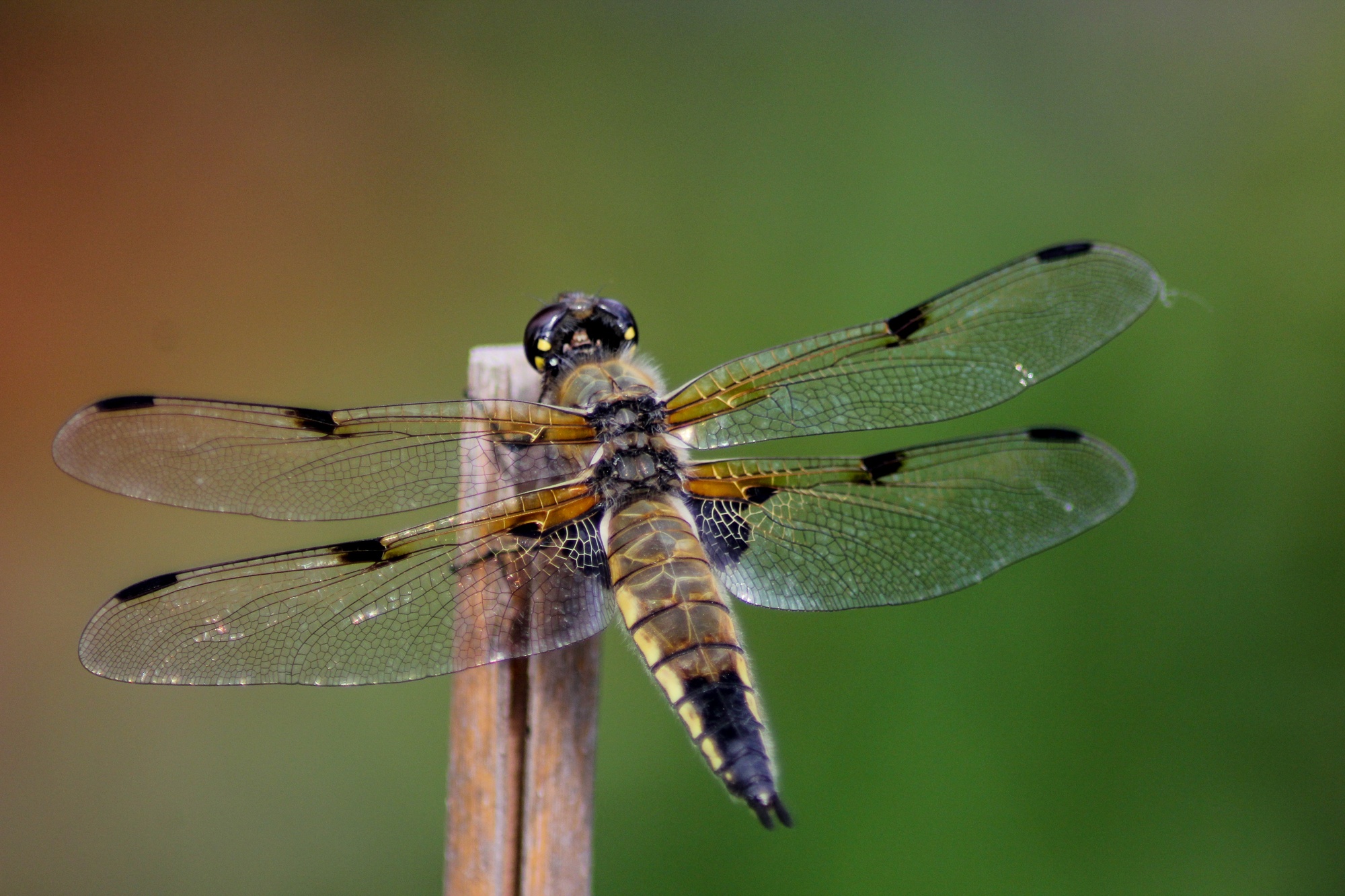 Vierfleck Libellula quadrimaculata