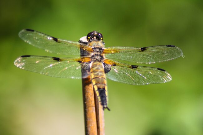 Vierfleck Libellula quadrimaculata