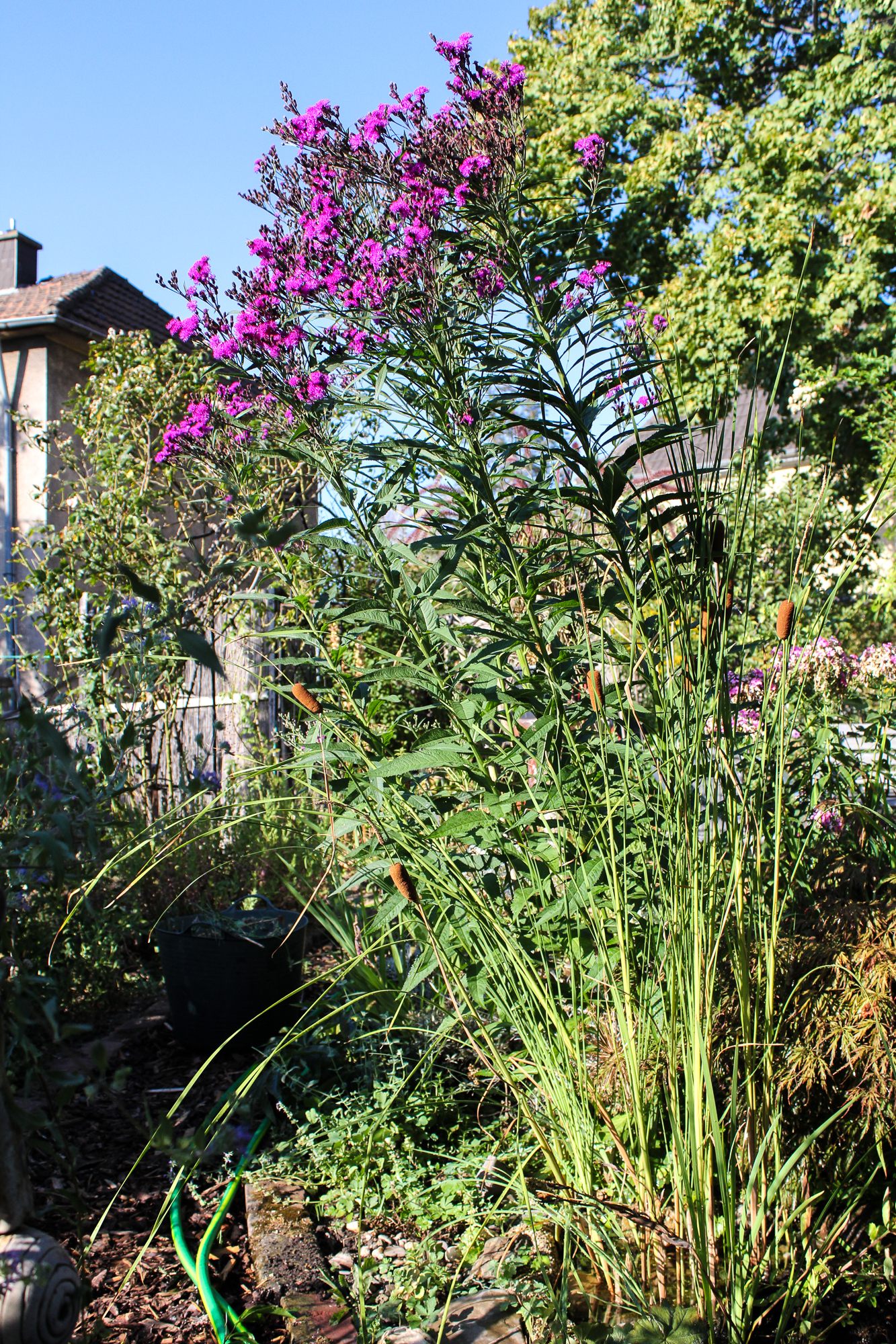 Vernonia Scheinastern