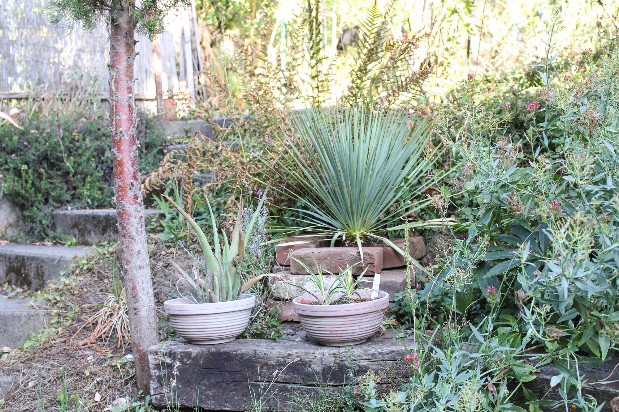Yucca flaccida 'Golden Sword' Yucca rostrata