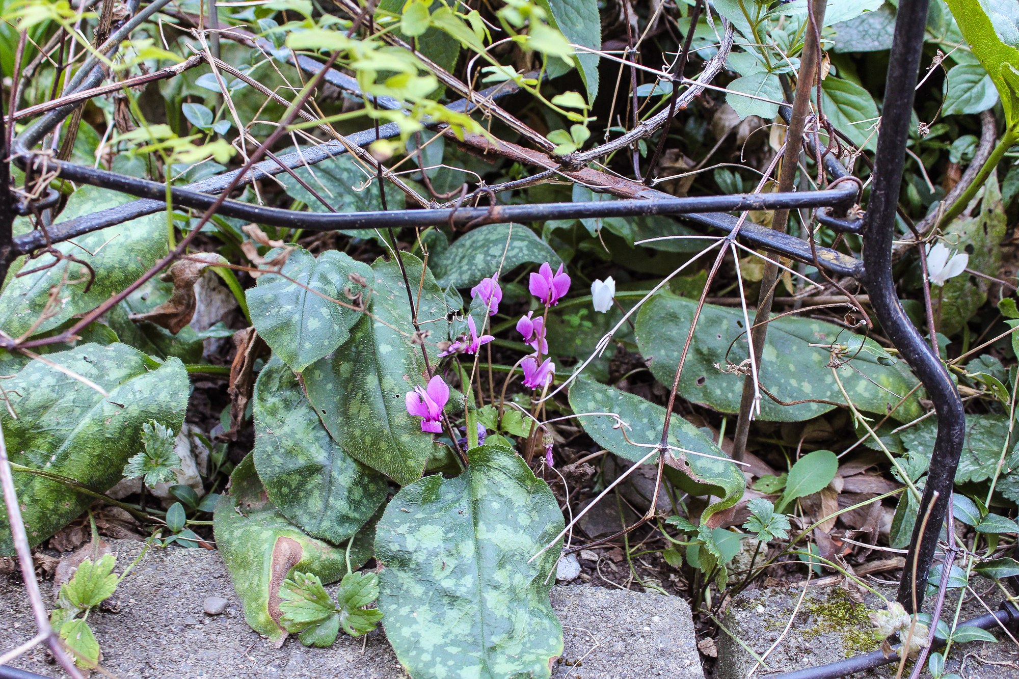 Cyclamen hederifolium.