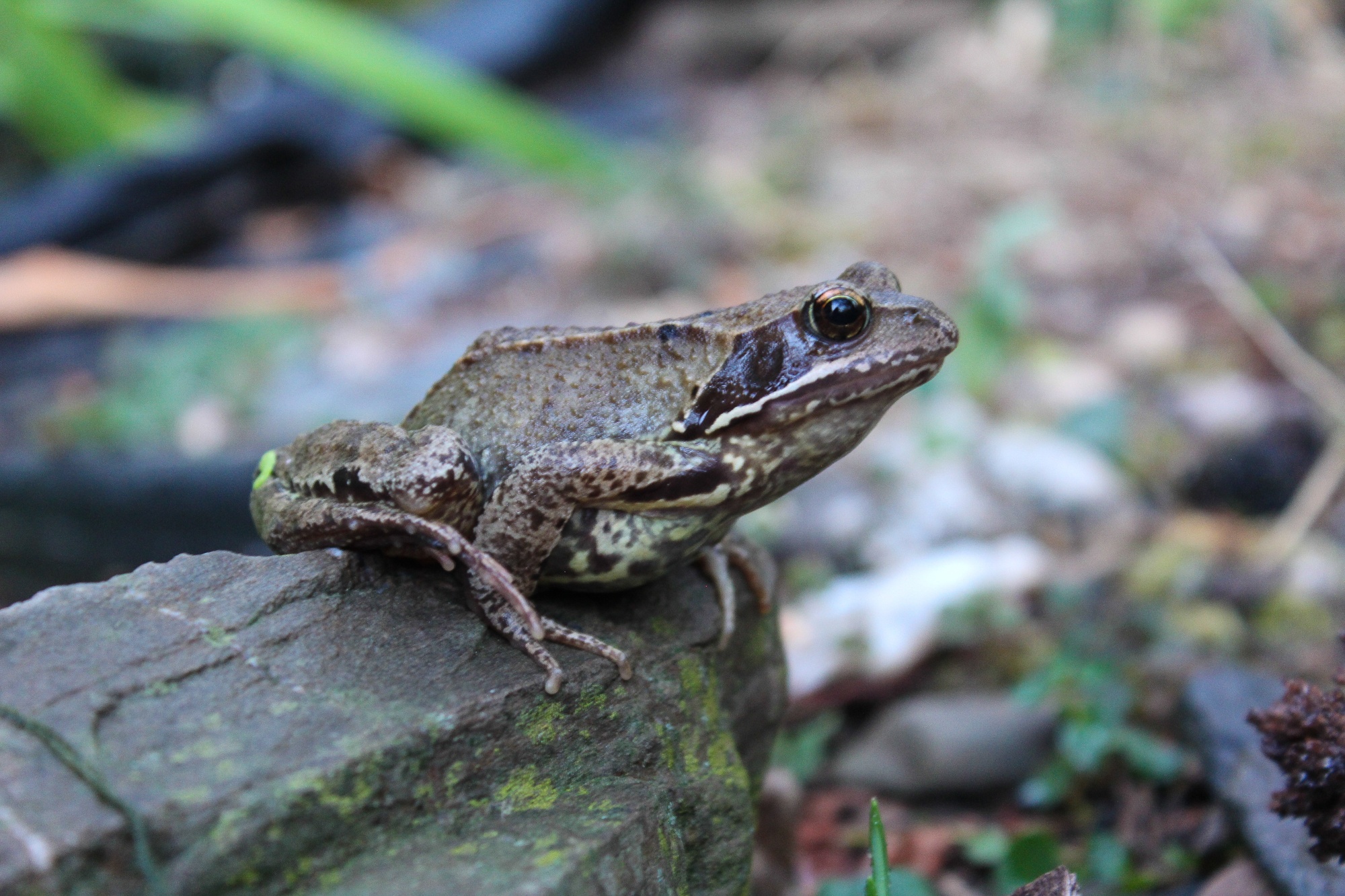 Grasfrosch