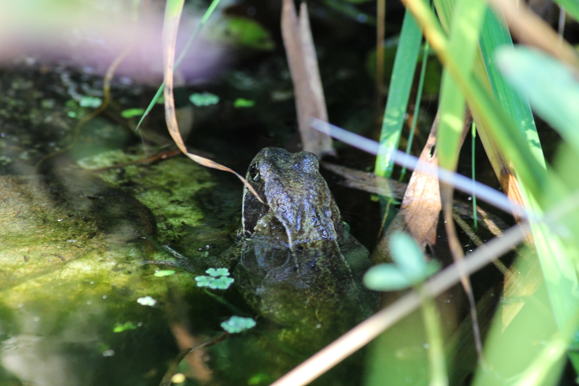 Grasfrosch